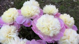 Пион "Тач оф Класс". Peony  "Touch of Class",видео с выставки пионов в СПб.