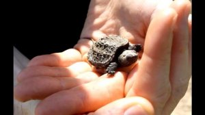 Мускусная черепаха. Образ жизни и среда обитания мускусной черепахи