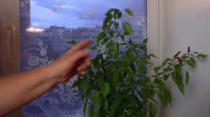 Как красиво оформить окно в комнате