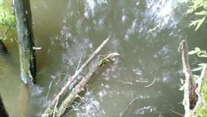 Улов раков, проверка раколовок.