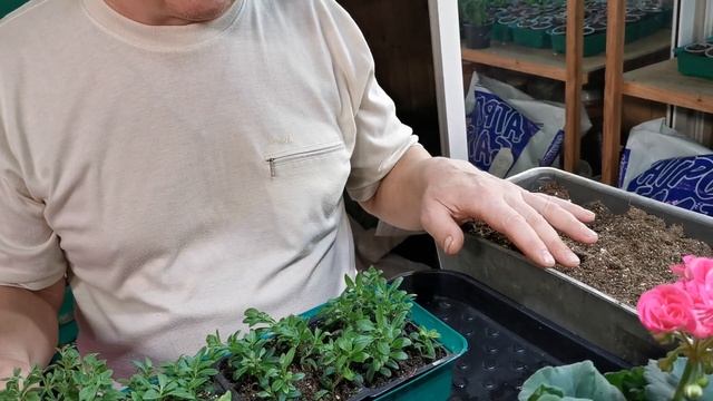 [Цветы] Результат черенкования калибрахоа в различных видах субстрата с корневином и без от 30.12.2