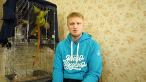 Почему НЕ НАДО заводить сахарного поссума?!