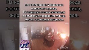 оставляя собаку дома помните о безопасности...