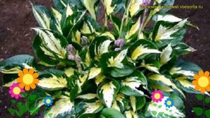 Хоста гибридная Революшен. Краткий обзор, описание характеристик hosta hybrida Revolution