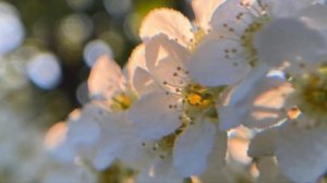 ЧЕРЁМУХА... Сергей Есенин