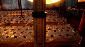 Освещение клубники зимой в теплице//Люксы!