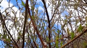 Ива: Символ весны | Интересные факты про иву