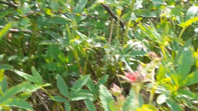 Пора собирать сабельник болотный (дикоп). смотреть онлайн