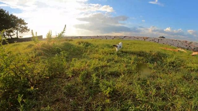 マロ顔の猫が「ついてきて！」と言うのでついていってみたら… смотреть онлайн