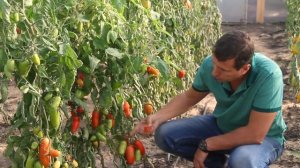 ЛУЧШИЕ ТОМАТЫ ДЛЯ ЗАСОЛКИ И БОГАТОГО УРОЖАЯ