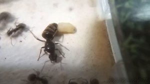 Паразиты в муравьиных матках lasius niger. Они убивают маток изнутри.