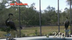 CANON VIXIA HF G10 60i & 24p "JELLO" тест