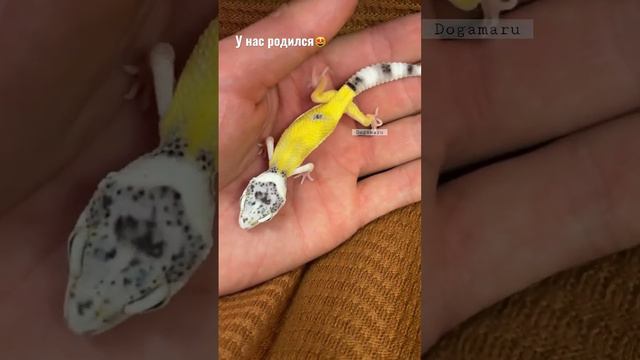 Смотрите какой эублефар родился! фрост! ❤️ Lemon frost #lemonfrost #leopardgecko