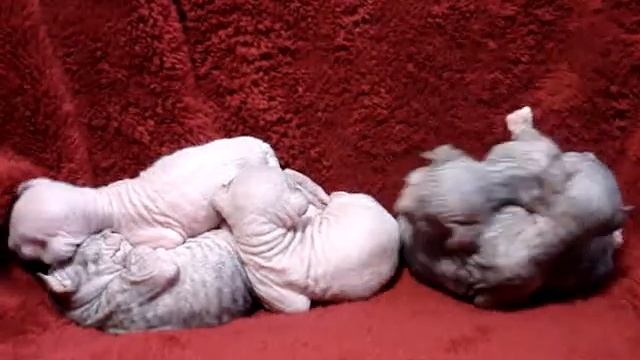 Peterbald's Litter ^:^  7 Days Old ^:^ Russian Sphynx