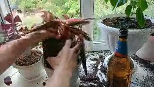 Как оживить засохшие цветы | ухаживаю за цветами в горшках | убираю сухие листья корни освежаю цвет смотреть онлайн