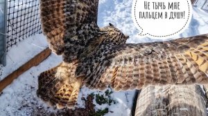 Сове Ёлке нужна весна, чтобы сугроб у окошка растаял, а весны не дают