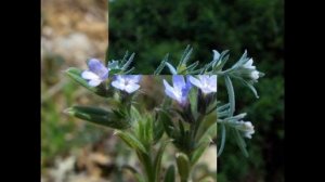 ВОРОБЕЙНИК (BUGLOSSOIDES) сем. Бурачниковые