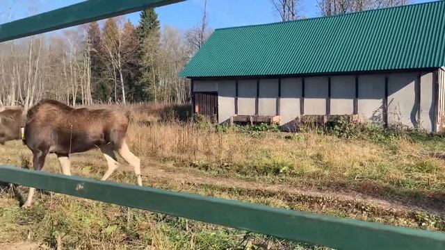 Экскурсия на Сумароковскую лосеферму 16.10.2022