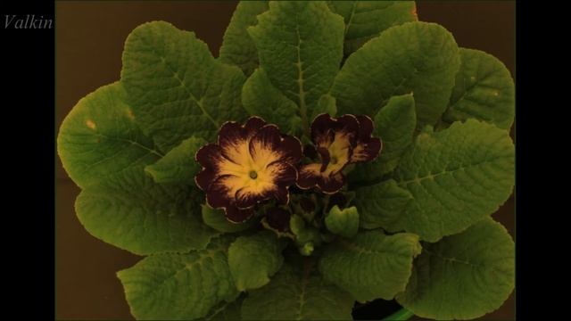 Primula malacoides смотреть онлайн