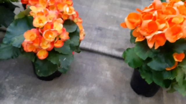 Питомник УЛЬЯНОВСКИЙ ЛЕСОПАРК . смотреть онлайн