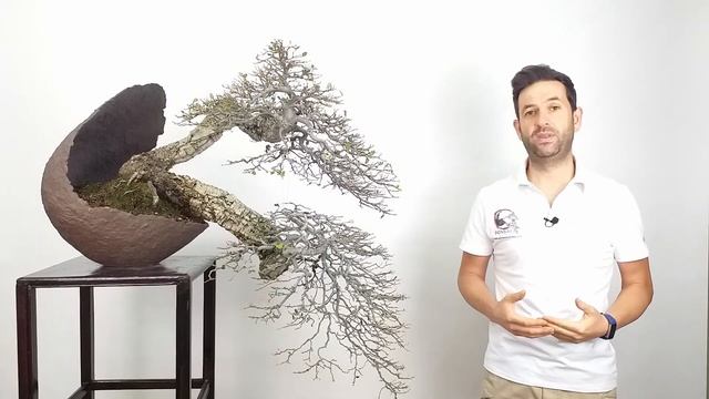 ?Proyecto BONSAI Quercus Suber - ALCORNOQUE : YAMADORI ➡️ FORMACIÓN AVANZADA ?✅✅ смотреть онлайн