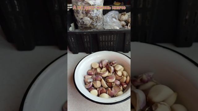 ОЗИМЫЙ ЧЕСНОК весной через рассаду.
