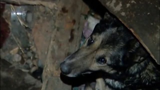 В Абакане в яме умирает собака смотреть онлайн