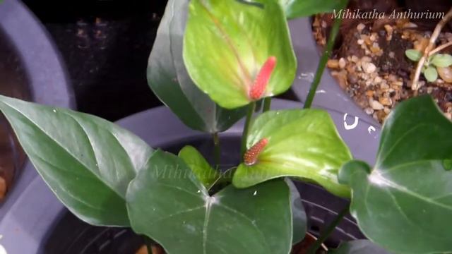 Light Green Anthurium මිහිකත ඇන්තුරියම් смотреть онлайн