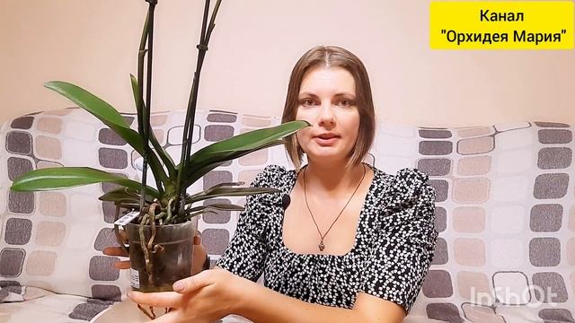 Как ухаживать за орхидей. Хотите пышного ЦВЕТЕНИЯ! Полив, цветоносы, пересадка, удобрение! смотреть онлайн