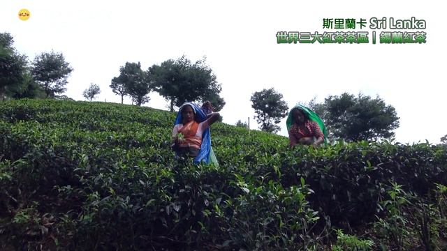 世界最美高山火車：斯里蘭卡高山火車，盡享茶園悠閒風光(Sri Lanka)
