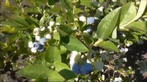 ГОЛУБИКА  на нашем участке. Обзор сортов.