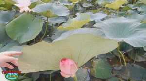 VLOG 528 Геленджик LIFE Долина  Лотосов