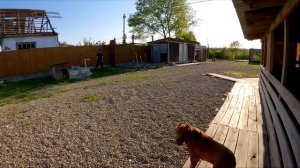 Питбуль поддержал хозяина и завыл ! Питбуль Граф любовь через решетки с волчицей. Наводим порядки.