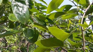 Хурма "Память Черняева".