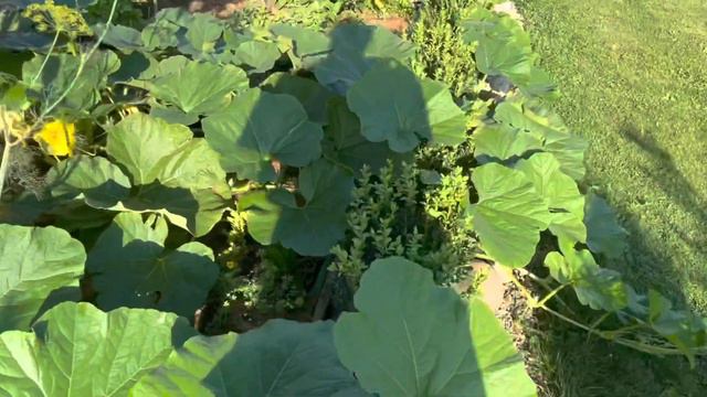 Тыква в саду. Тыква овладеет всей территорией. Тыква для жарки . смотреть онлайн