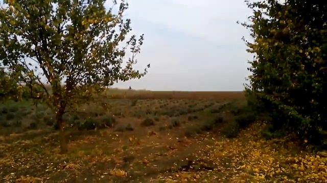 Все о лаванде. Лавандовое поле. смотреть онлайн