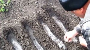 Как посеять чернушку. Посев семян лука
