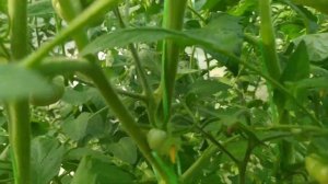 МИНУСИНСКИЕ томаты по сортам. Обзор.