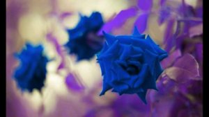 Не хотел бы я бесплодным