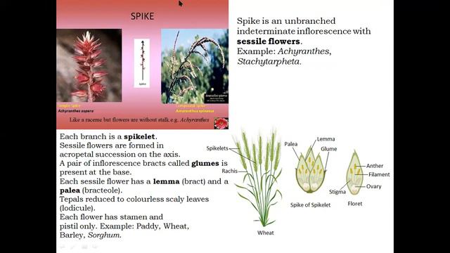 ICAR - 21 - BIOLOGY CLASS - You will get fellowship from ICAR