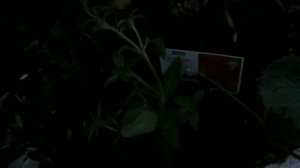 New Hardy Petunia Capri Red - hardy to -5C