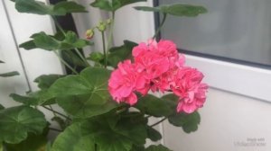 Цветущие сортовые пеларгонии + покупки, мои новинки. Pelargoniums