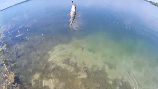 Рыбалка на окуня 17 06 2016 смотреть онлайн