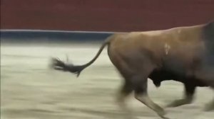 Бык самоубийца.