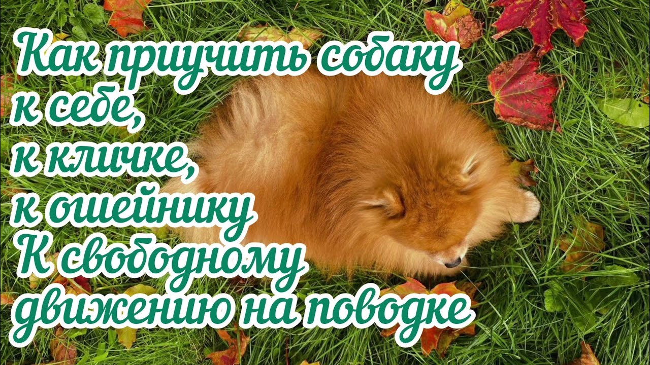 Как приучить собаку к себе, к кличке, к ошейнику и свободному движению на поводке смотреть онлайн