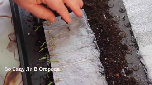 РАССАДА ПЕРЦА БУДЕТ КРЕПКОЙ И КОРЕНАСТОЙ! Продолжение. Что делать дальше.