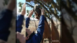 Лайфхак. Как надеть уздечку на лошадь 🐴