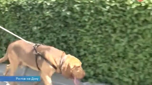 Добродушные собаки-бладхаунды Игрис и Айрон - первые представители своей породы в кинологии ЮФО смотреть онлайн