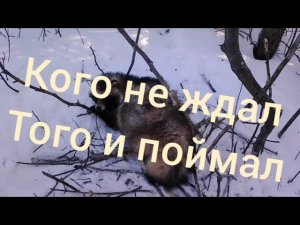 проверка ловушек, этого я не как не ожидал... но приятно а вот зайца очень жаль...