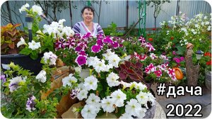 Наконец-то дождались пышного цветения наших цветочных клумб!  Наша дача.